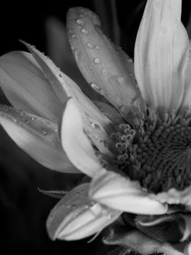 Sunflower on black background Stock Photos