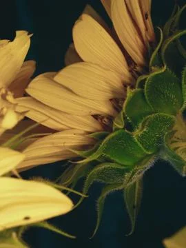 Sunflower on black background Stock Photos