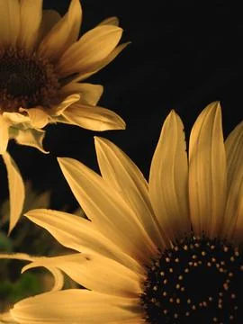 Sunflower on black background Stock Photos