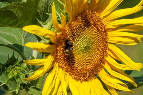 Sunflower Bloom With Bumblebee Feeding On Nectar Stock Photos