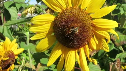 Sunflower Bloom Stock Footage 343474210