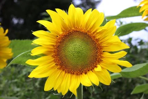 Sunflower Bloom Stock-Fotos