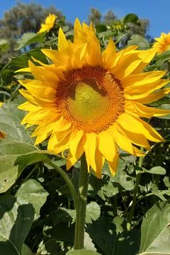 SUNFLOWER  Bloom Stock Photos