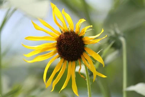 Sunflower in bloom Stock Photos