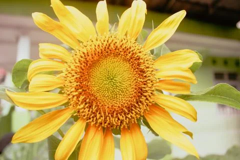 Sunflower bloom Stock-Fotos