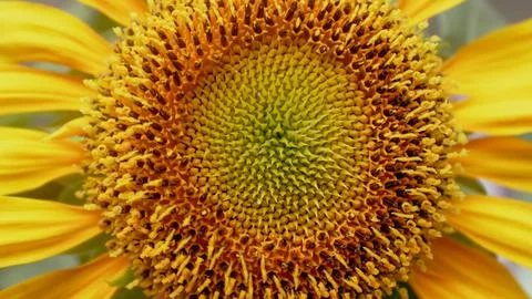 Sunflower bloom Stock-Fotos