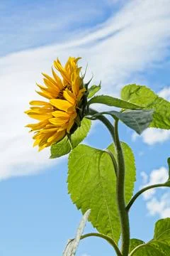 Sunflower in bloom. Stock Photos