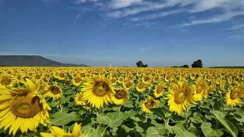 Sunflower in bloom swaying in the warm summer wind against Stock Footage 323615684