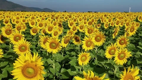 Sunflower in bloom swaying in the warm summer wind against the blue summer sky Stock-Footage 323615822