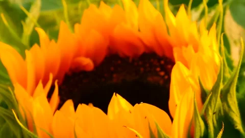 Sunflower Bloom Time-Lapse Animation Stock Footage 307874290