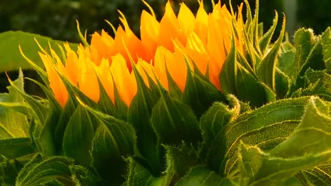 Sunflower Bloom Time-Lapse Animation Stock Footage 307874298