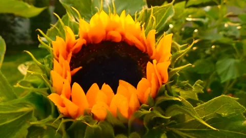 Sunflower Bloom Time-Lapse Animation Video stock 307874306