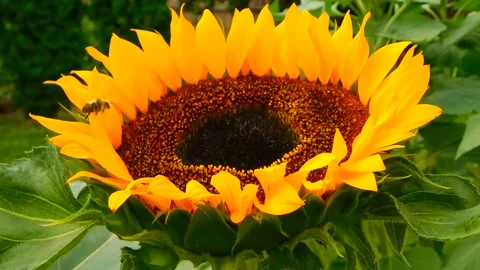Sunflower Bloom Time-Lapse Animation Stock Footage 307874347