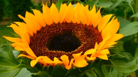 Sunflower Bloom Time-Lapse Animation Stock Footage 307874363