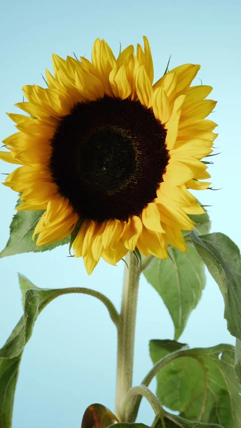 Sunflower bloom turns softly, showing rich yellow petals, dark center Stock Footage 345262021