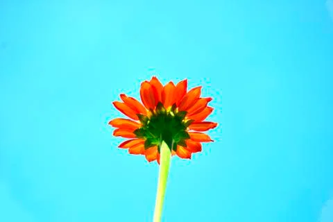 Sunflower Bloomed Stock Photos