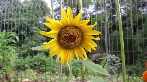 Sunflower bloomed on a tree Stock Footage 170168355