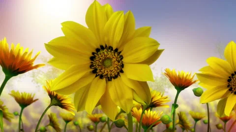 Sunflower Blooming 4K Vidéo 222301681