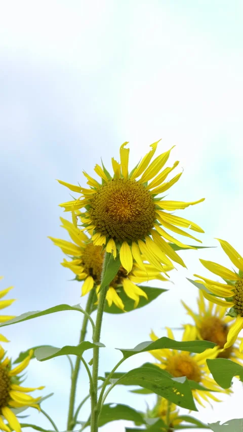 Sunflower Blooming Against Bright Sky in Summer Garden Stock Footage 343362660
