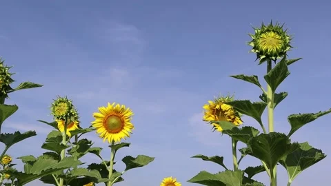 Sunflower blooming and not bloom on green leaves Stock Footage 145352773