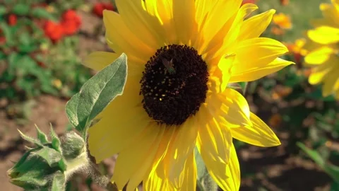 Sunflower blooming in bright sunlight with a small insect collecting sweet necta Stock Footage 328466640