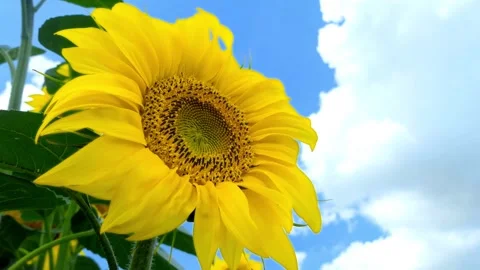 Sunflower Blooming on a Clouds Background. Close-up of a sunflower in a Stockbeeldmateriaal 336584145