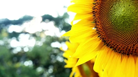 Sunflower Blooming on a Clouds Background. Close-up of a sunflower in a 库存影片 336584166