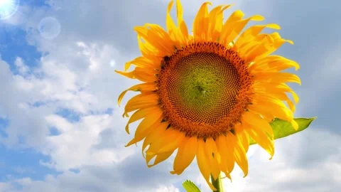 Sunflower Blooming on a Clouds Background. Close-up of a sunflower in a Vídeo Stock 336584188