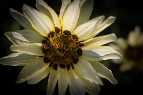 Sunflower blooming elegant Foto stock