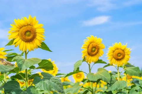 Sunflower blooming in field Stock Photos