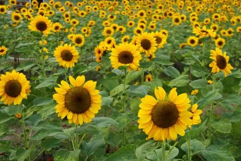 Sunflower blooming field. Foto stock