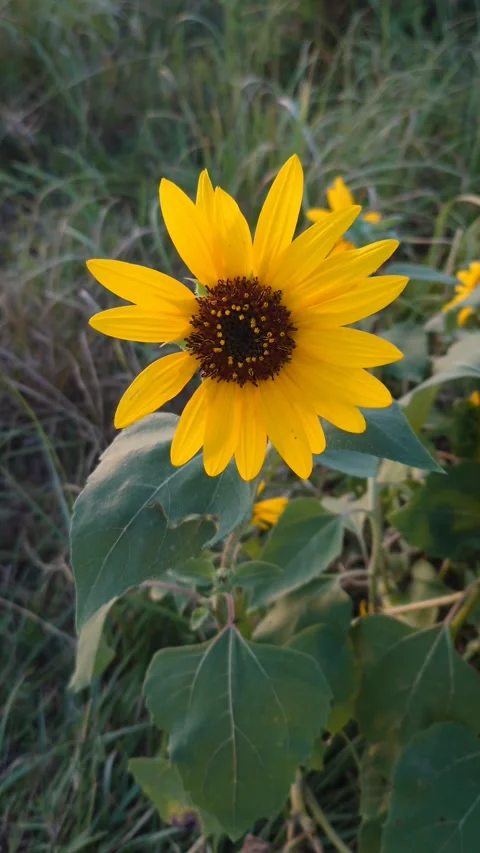 Sunflower Blooming In A Garden - 4k Vertical Footage Видео 344810836