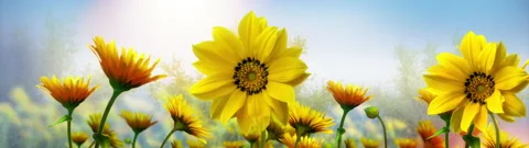 Sunflower Blooming Panorama Vidéo 222301379