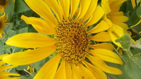 Sunflower blooming Stock Photos