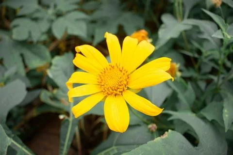 Sunflower Blooming Stock Photos