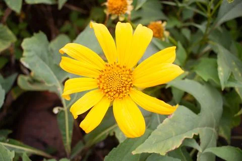 Sunflower Blooming Foto stock