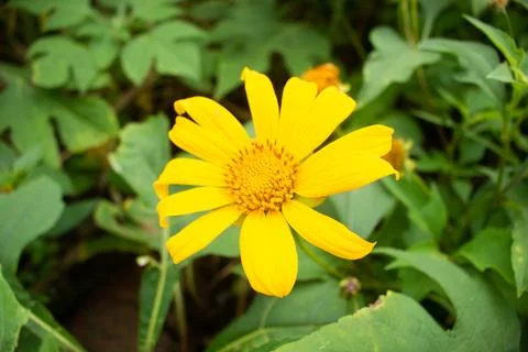 Sunflower Blooming Stock Photos