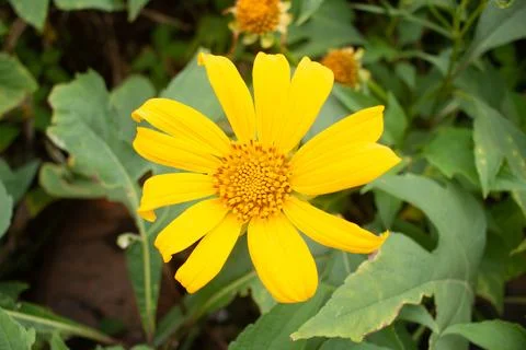 Sunflower Blooming Stock Photos