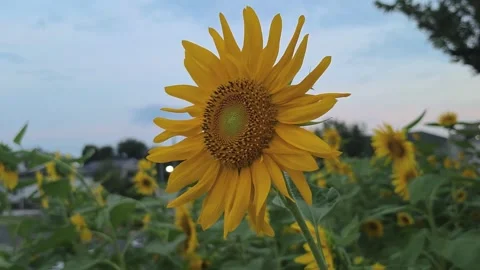 Sunflower Blooming in a Summer Field at Dusk Video stock 342945396