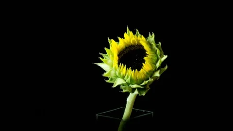 Sunflower blooms on black background - timelapse Stock Footage
