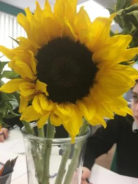 Sunflower blooms Stock Photos