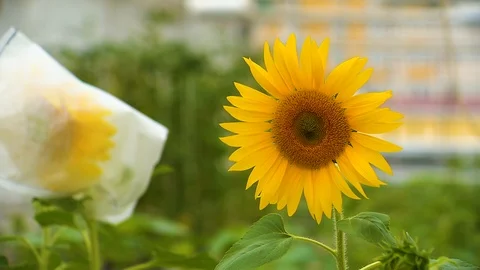 Sunflower Blooms in the Research Laboratory. Experience in Breeding Varieties Stock Footage 101119125