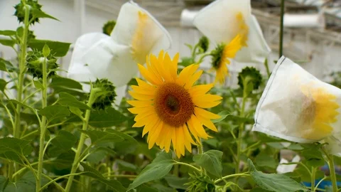 Sunflower Blooms in the Research Laboratory. Experience in Breeding Varieties Stock Footage 101119392