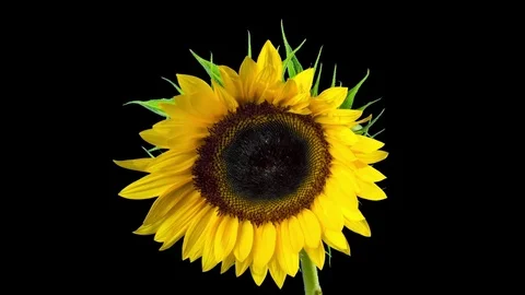 Sunflower blooms, time-lapse with alpha channel Stock Footage