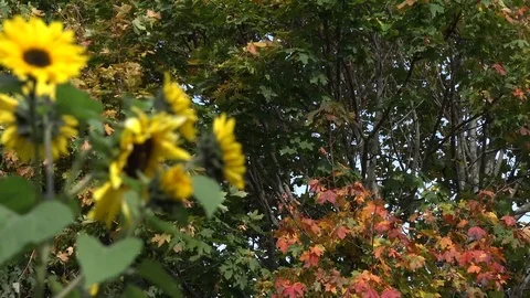 Sunflower blossom and maple tree with yellow and orange leaves. 4K Stock Footage 70575079
