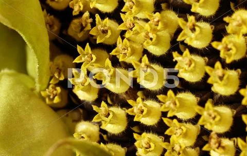 Sunflower blossom detail Stock Photos