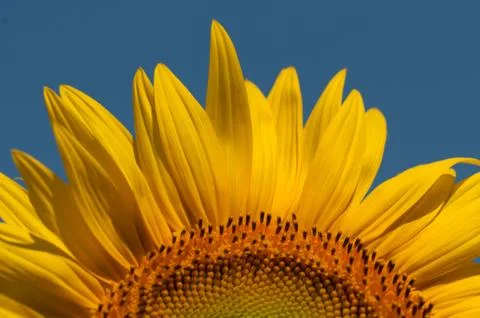 Sunflower blossom Stock Photos
