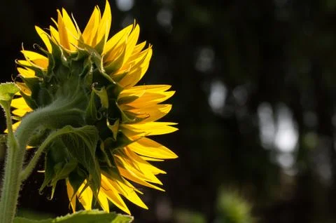 Sunflower blossom Stock Photos