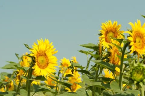 Sunflower blossom Stock Photos