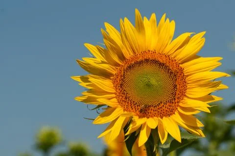 Sunflower blossom Stock Photos